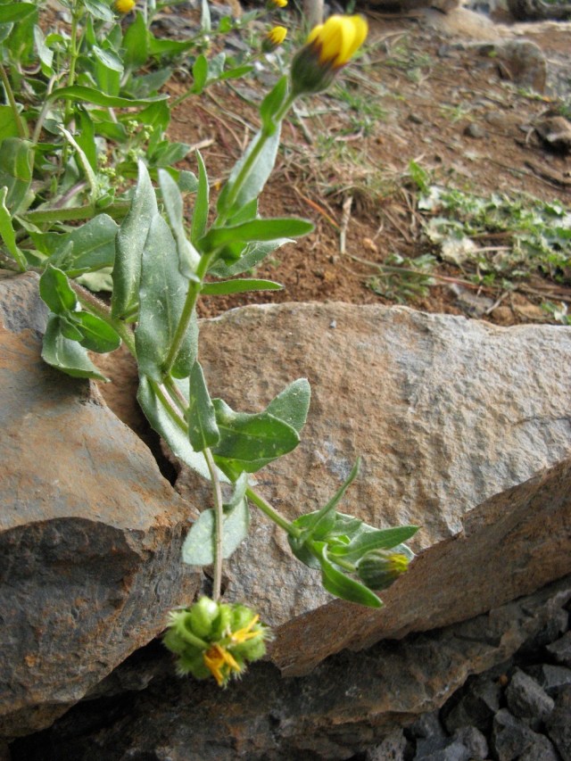 Tutejsze nagietki - sa ofiara srodkow roslinobojczych jako chwasty!!!