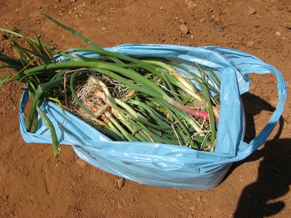 Uratowana cebula - byla przeznaczona do spalenia Rundapem