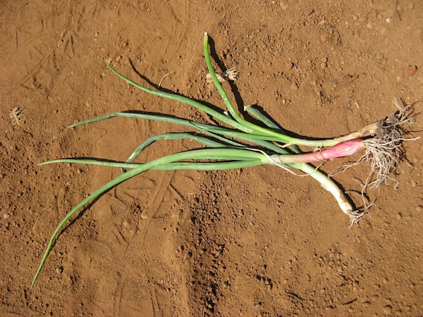Uratowana cebula - byla przeznaczona do spalenia Rundapem