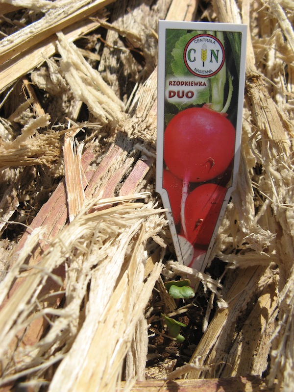 Rzodkiewka - nasiona z Polski