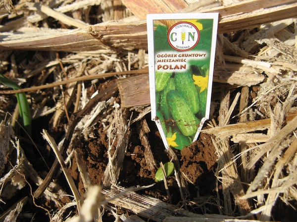 Ogorek - nasiona z Polski