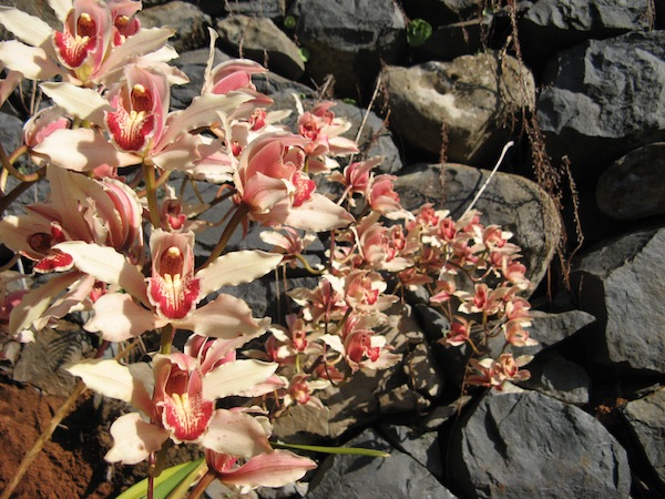 Ta orchidee juz znacie z ubieglego roku