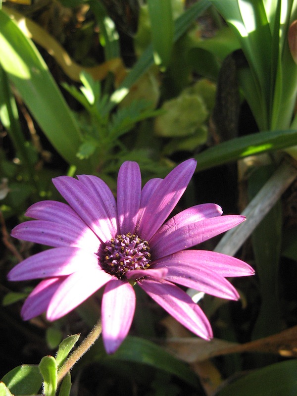 Magiczna Oaza Marii Bucardi