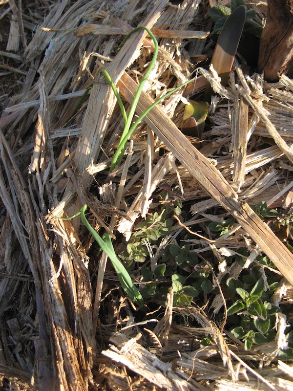 Cebula posadzona pomidzy truskawkami