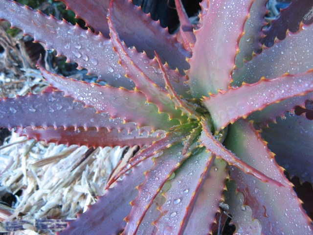 Aloes - Magiczna Oaza wrozki Marii Bucardi