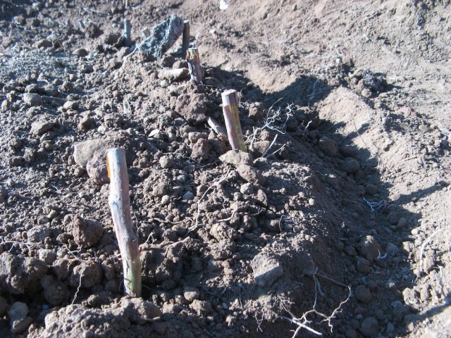 Maliny - Magiczna Oaza wrozki Marii Bucardi