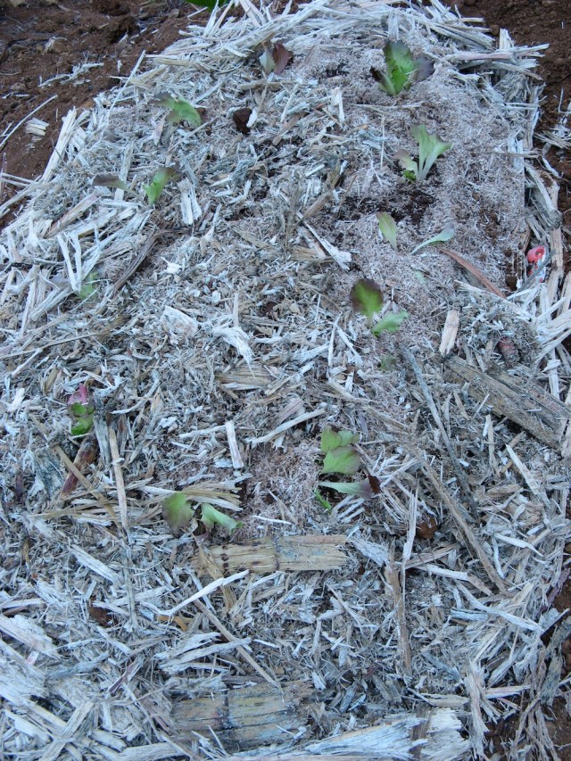 Salata pomiedzy malinami od Pana Waldemara - Magiczna Oaza wrozki Marii Bucardi jak zmienic pustynie w ogrod dla Matki Ziemi