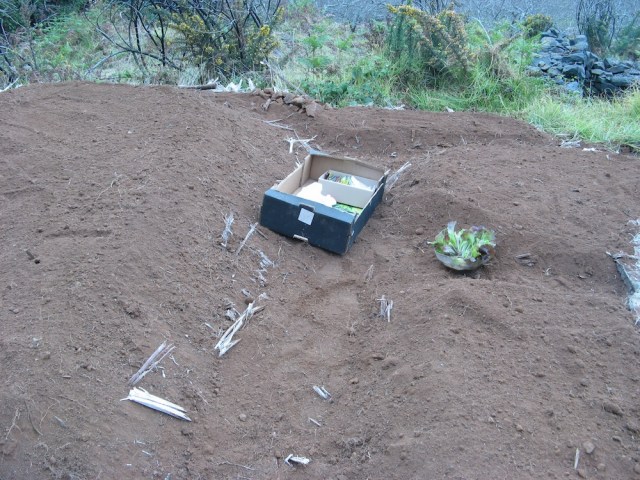 Sadzenie salaty - Magiczna Oaza wrozki Marii Bucardi jak zmienic pustynie w ogrod dla Matki Ziemi