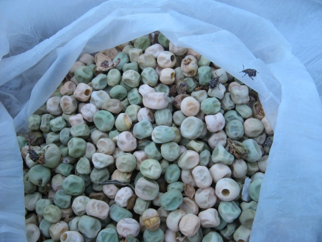 Nowi mieszkancy Magicznej Oazy wrozki Marii Bucardi