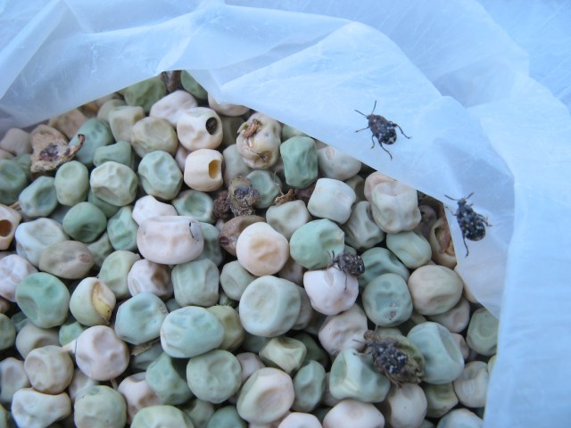 Nowi mieszkancy Magicznej Oazy wrozki Marii Bucardi