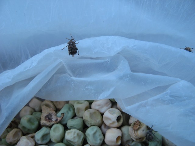 Nowi mieszkancy Magicznej Oazy wrozki Marii Bucardi