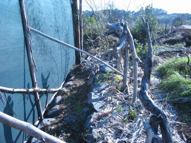 Magiczna Oaza wrozki Marii Bucardi jak zmienic pustynie w ogrod dla Matki Ziemi