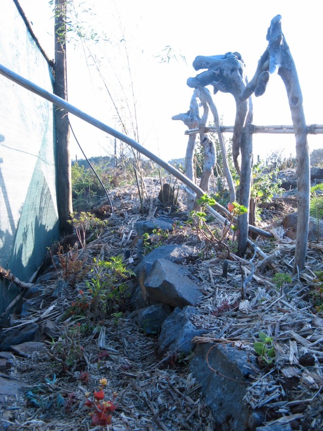 Magiczna Oaza wrozki Marii Bucardi jak zmienic pustynie w ogrod dla Matki Ziemi