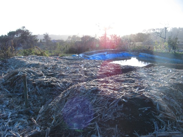 Nowe kopce i jak widzicie Istoty Swiatla i Duchy Roslin, Anioly promieniowania rozowego