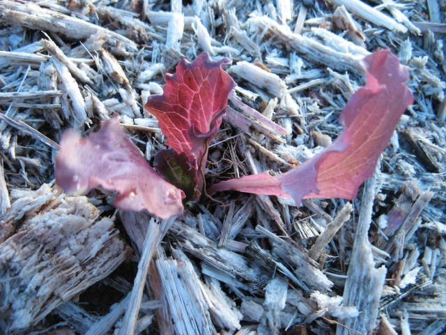 Salata - przyjela sie i rosnie mimo silnego slonca 