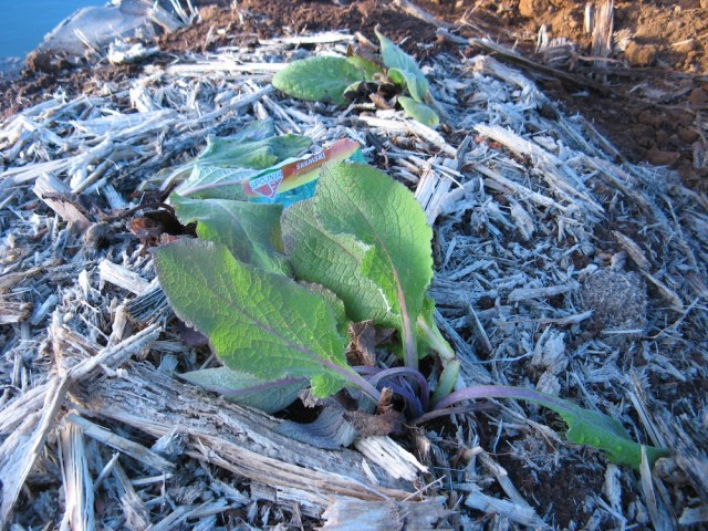 Naparstnica lekarska pomiedzy ogorkami w Magicznej Oazie