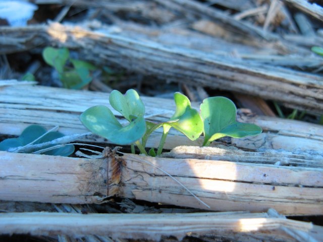 Raphanus sativus Magiczna Oaza wrozki Marii Bucardi jak zmienic pustynie w ogrod dla Matki Ziemi