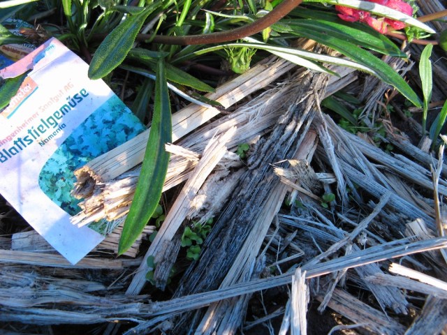 cima di rapa na salatke - Magiczna Oaza wrozki Marii Bucardi jak zmienic pustynie w ogrod dla Matki Ziemi