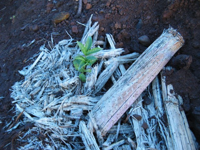 Magiczna Oaza wrozki Marii Bucardi jak zmienic pustynie w ogrod dla Matki Ziemi