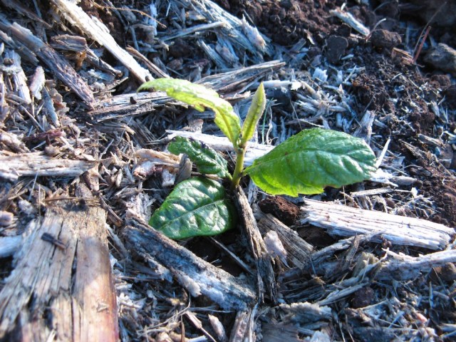 Magiczna Oaza wrozki Marii Bucardi jak zmienic pustynie w ogrod dla Matki Ziemi