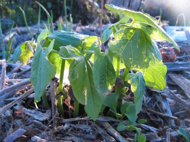 Magiczna Oaza wrozki Marii Bucardi jak zmienic pustynie w ogrod dla Matki Ziemi
