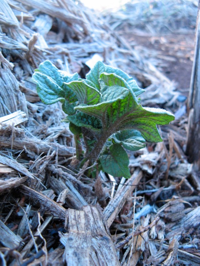 Ziemniaki czarne z Wysp Kanaryjskich - Magiczna Oaza wrozki Marii Bucardi jak zmienic pustynie w ogrod dla Matki Ziemi