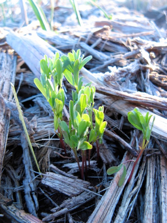 Magiczna Oaza wrozki Marii Bucardi jak zmienic pustynie w ogrod dla Matki Ziemi