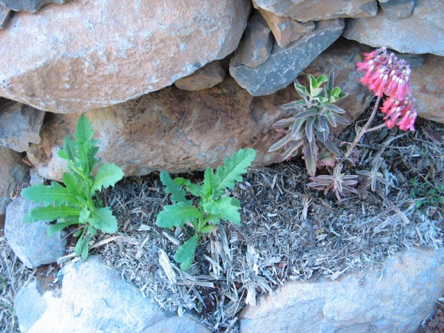 Magiczna Oaza wrozki Marii Bucardi jak zmienic pustynie w ogrod dla Matki Ziemi