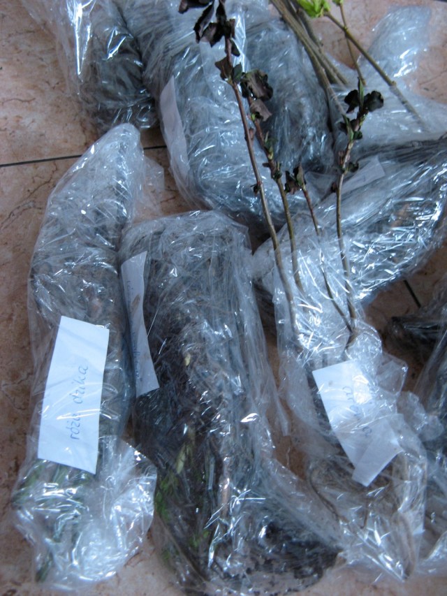 Magiczna Oaza wrozki Marii Bucardi jak zmienic pustynie w ogrod dla Matki Ziemi