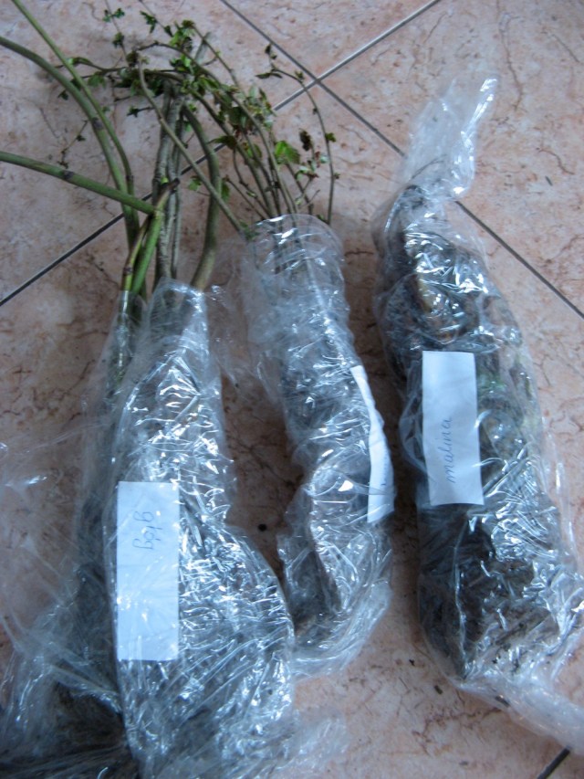 Magiczna Oaza wrozki Marii Bucardi jak zmienic pustynie w ogrod dla Matki Ziemi