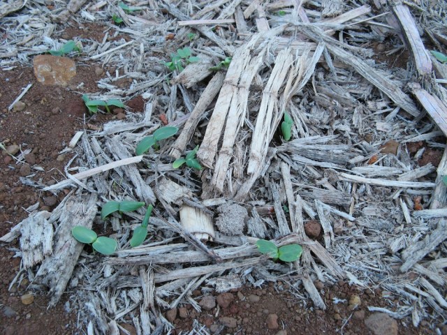 Kopce na rosliny jednoroczne - Magiczna Oaza wrozki Marii Bucardi