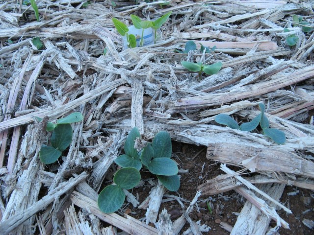 Kopce na rosliny jednoroczne - Magiczna Oaza wrozki Marii Bucardi