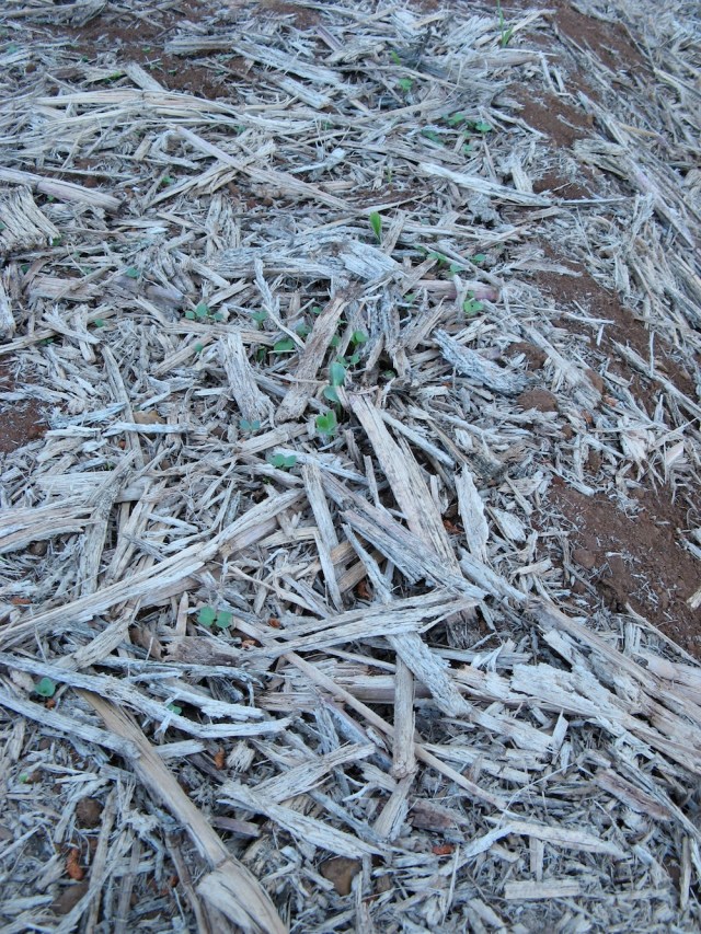 Kopce na rosliny jednoroczne - Magiczna Oaza wrozki Marii Bucardi