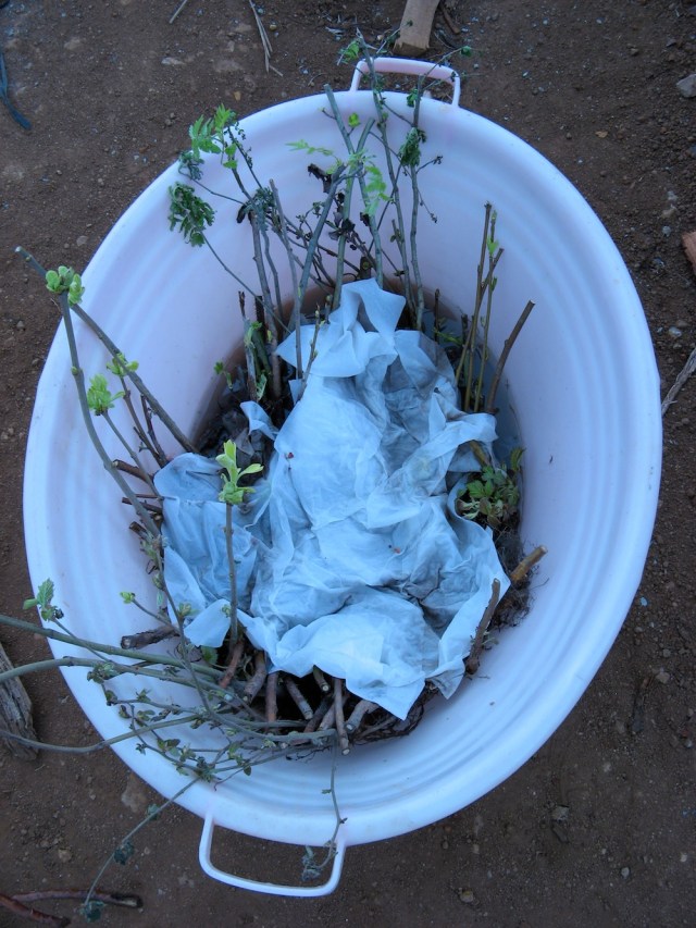 Magiczna Oaza wrozki Marii Bucardi jak zmienic pustynie w ogrod dla Matki Ziemi