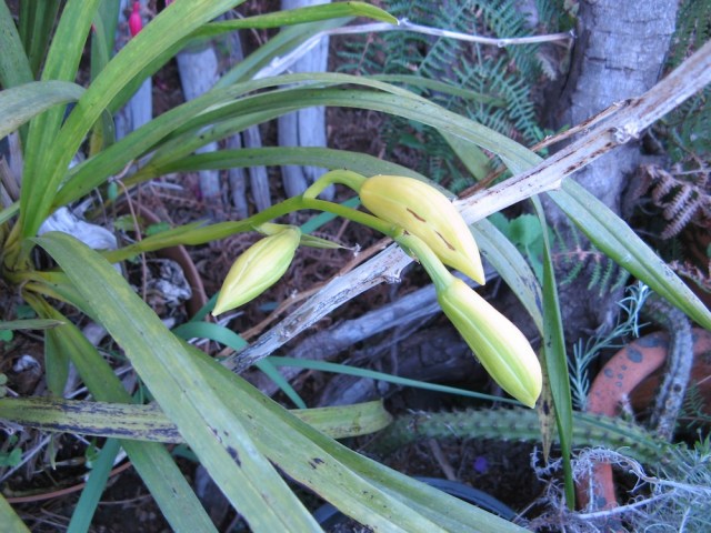 Magiczna Oaza wrozki Marii Bucardi jak zmienic pustynie w ogrod dla Matki Ziemi