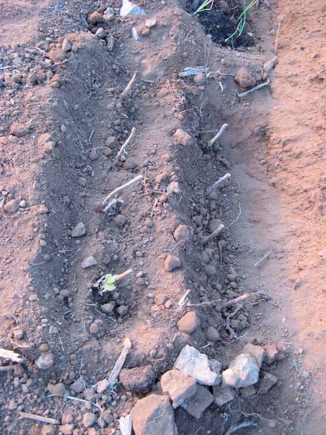 Maliny -  Magiczna Oaza wrozki Marii Bucardi jak zmienic pustynie w ogrod dla Matki Ziemi