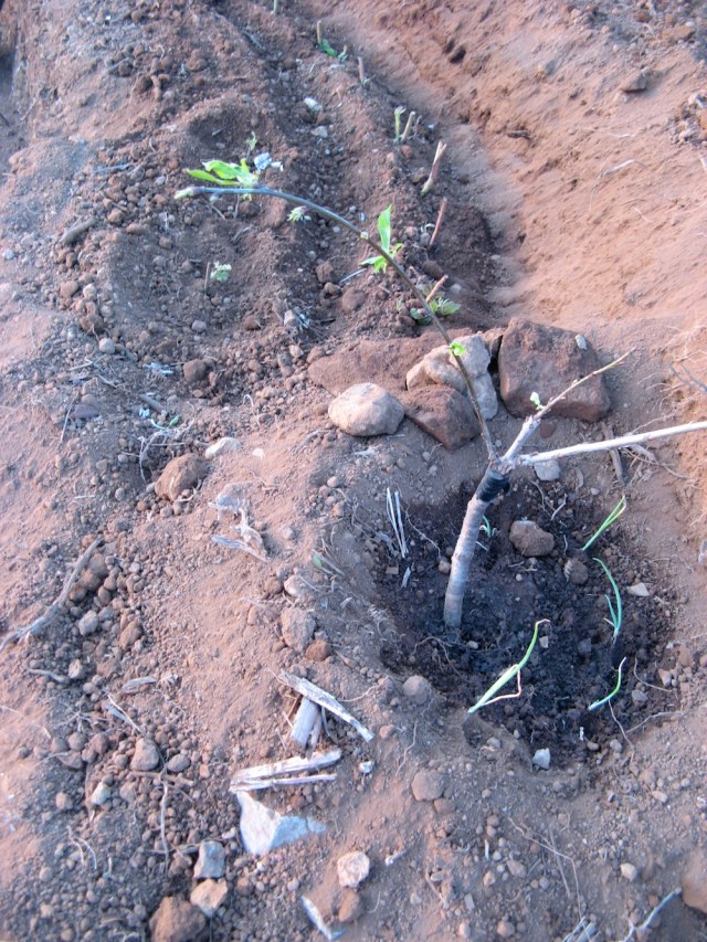 Maliny i czeresnia - Czeresnia - Magiczna Oaza wrozki Marii Bucardi jak zmienic pustynie w ogrod dla Matki Ziemi