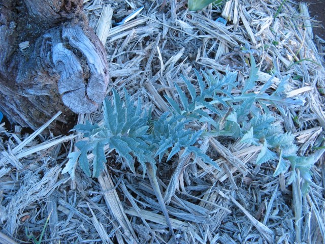 Karczoch - Magiczna Oaza wrozki Marii Bucardi jak zmienic pustynie w ogrod dla Matki Ziemi