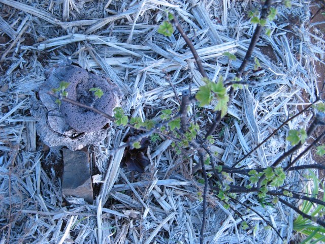 Magiczna Oaza wrozki Marii Bucardi jak zmienic pustynie w ogrod dla Matki Ziemi