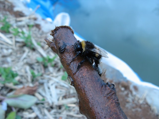 Trzmiel po wyjeciu z wody przy pomocy dlugiego patyka  - Magiczna Oaza wrozki Marii Bucardi