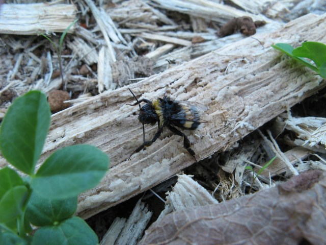 Trzmiel czysci glowke po wyjeciu z wody -  Magiczna Oaza wrozki Marii Bucardi