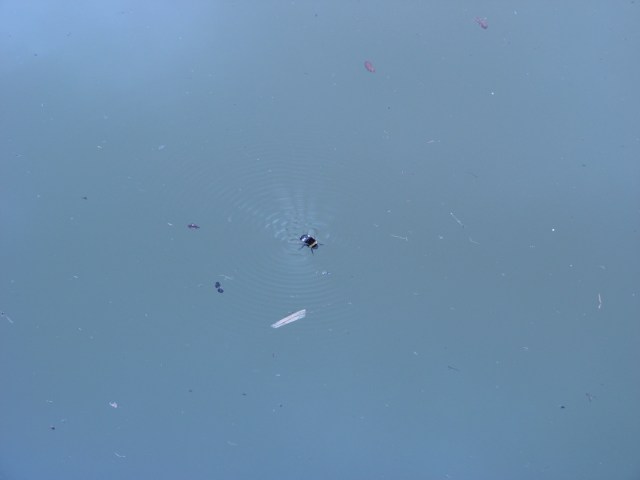 Tonacy trzmiel - Magiczna Oaza wrozki Marii Bucardi