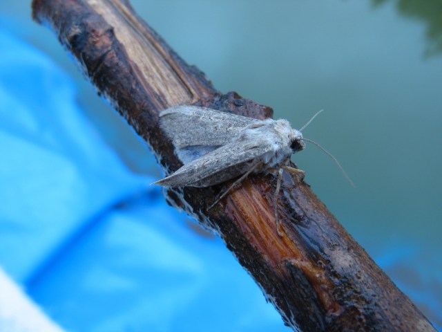 Magiczna Oaza wrozki Marii Bucardi