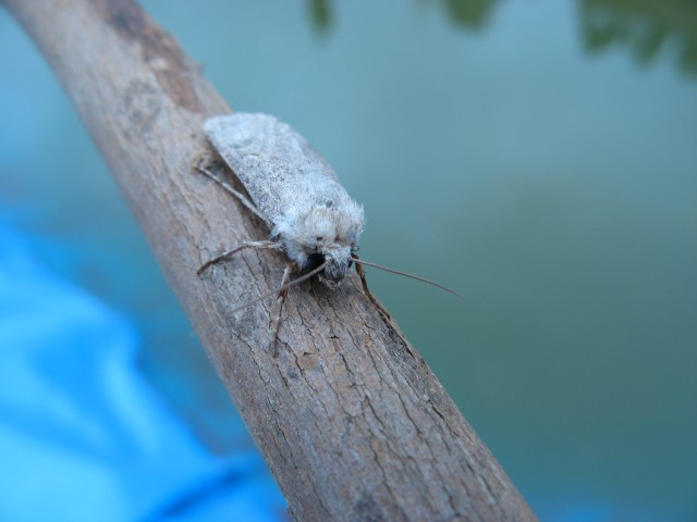 Magiczna Oaza wrozki Marii Bucardi