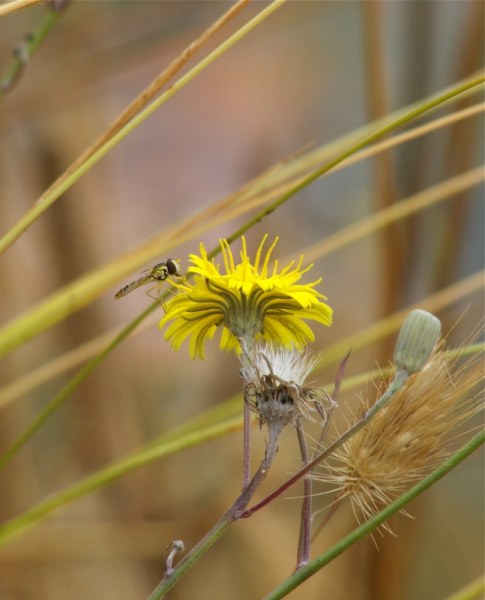 Magiczna Oaza wrozki Marii Bucardi jak zmienic pustynie w ogrod dla Matki Ziemi