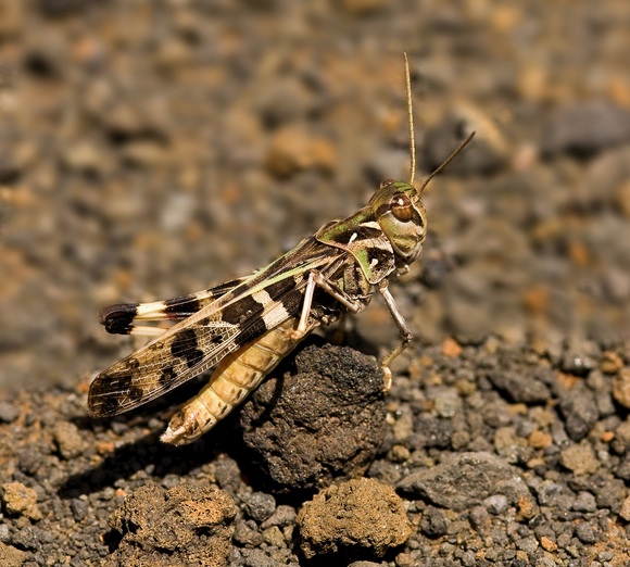 Magiczna Oaza wrozki Marii Bucardi jak zmienic pustynie w ogrod dla Matki Ziemi