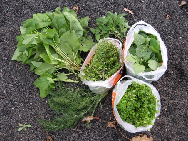 Zbieranie ziol - Maria Bucardi weganka terapeutka mistrzyni Magii