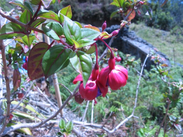 Magiczna Oaza dla Matki Ziemi - Maria Bucardi terapeutka Mistrzyni Magii