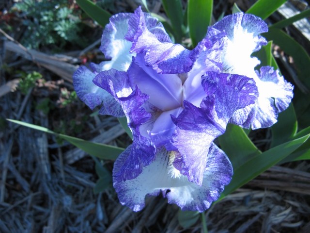 Magiczna Oaza dla Matki Ziemi - Maria Bucardi terapeutka Mistrzyni Magii