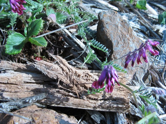 Magiczna Oaza dla Matki Ziemi - Maria Bucardi terapeutka Mistrzyni Magii